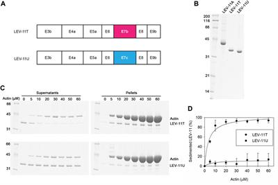 Alternative splicing of a single exon causes a major impact on the affinity of Caenorhabditis elegans tropomyosin isoforms for actin filaments